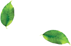 Two leaves in green color with no background